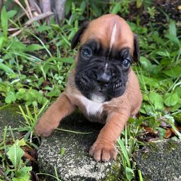 Boy 1 - Boxer puppy from Beachside Boxers and Frenchies