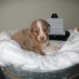 Lucy - Red merle female Australian Shepherd puppy in Mocksville, North Carolina from Trailblazing Aussies