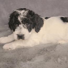 Cam - male Cockapoo puppy in Missouri from KDK Missouri Miniature Poodles