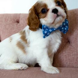 Tommie - Blenheim male Cavalier King Charles Spaniel puppy in Greensboro, North Carolina from Hyde Park Cavaliers