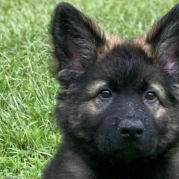 German Shepherds from K9cisco