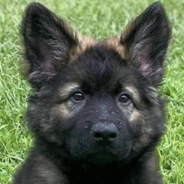 German Shepherds from K9cisco