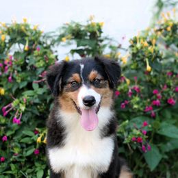 Rain - Black tri-color female Australian Shepherd puppy in Augusta, Georgia from Incendia Aussies & Dobies
