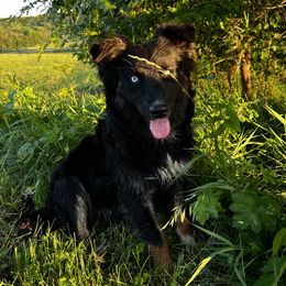 Aussiedoodles, Australian Shepherds, and Bernedoodles from Soap Creek Kennels