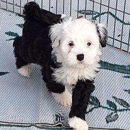 Fairy - Black and white female Tibetan Terrier puppy in Medford, New Jersey from Arkeden Tibetan Terriers