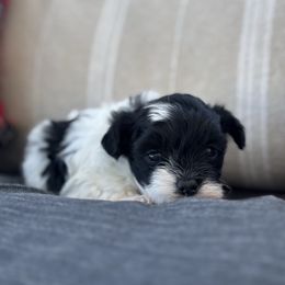 Elf - male Maltipoo puppy in Greenville, North Carolina from ENC Goldendoodles