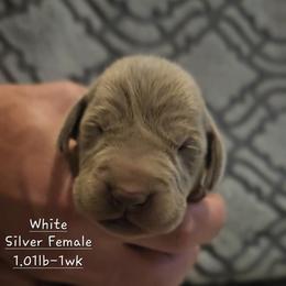 White Collar - Silver gray female Weimaraner puppy in Indiana from So-IN Weimaraner's