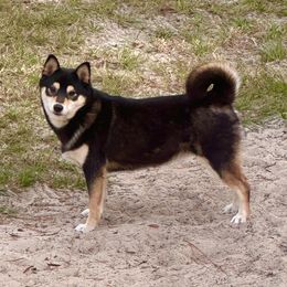 Yasha - Shiba Inu