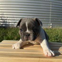 Opossum - Blue female French Bulldog puppy in Pembroke, Kentucky from Presidential Frechies