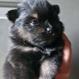 Sterling pup 3 Tippy Toes - Black and tan female Pomeranian puppy in Carrollton, Georgia from B AND R'S POMERANIAN'S
