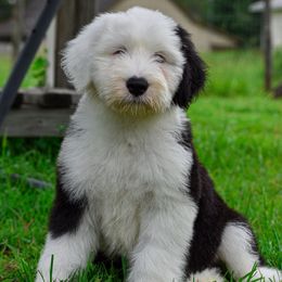 Old English Sheepdog Puppies from Royal Crown Kennel
