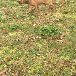 Rhodesian Ridgeback Puppies from ApacheRidge Ranch