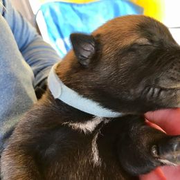Belgian Malinois Puppies from Andrea Gumrich's Belgian Malinois