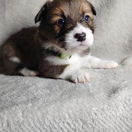 Green Collar - Fawn male Pembroke Welsh Corgi puppy in Yelm, Washington from Tolbolton Creek Corgis