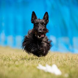 Teagan - Scottish Terrier