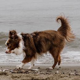 Australian Shepherd, Miniature American Shepherd, and Miniature Australian Shepherd All Grown Up from Spirited Aussies
