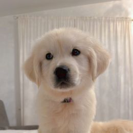 Golden Retriever Puppies from Goldens of Hope