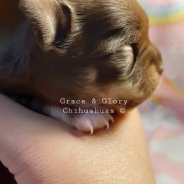 Chihuahua Puppies from Grace & Glory Chihuahuas