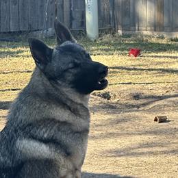 Norwegian Elkhounds and Papillons from Mikanon