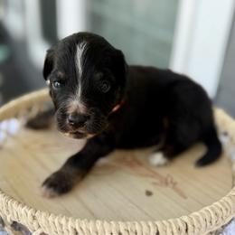 Orange - Black tri male Miniature Australian Shepherd puppy in 32046, Florida from River Hill Ranch