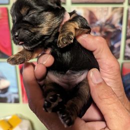 Yorkshire Terrier Puppies from Yadkinyorkies&Morkies