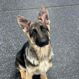 Lacey - Black and tan female German Shepherd puppy in Warwick, Rhode Island from Karma Kennels