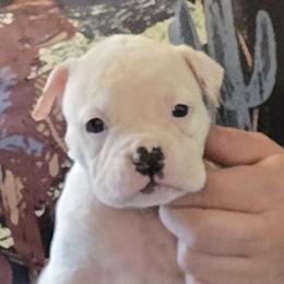 Almond Joy - White female American Bulldog puppy in Three Rivers, Michigan from Jemms Kennels