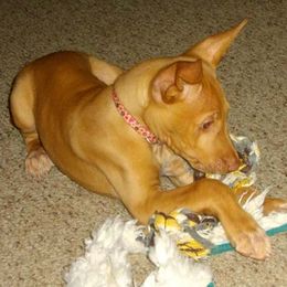 Pharaoh Hound Puppies from Du Ciel Pharaoh Hounds