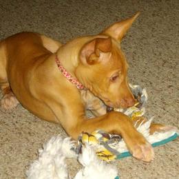 Pharaoh Hound Puppies from Du Ciel Pharaoh Hounds