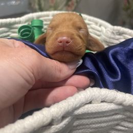 Rowlet - Golden rust male Vizsla puppy in Bloomington, Indiana from Envizion