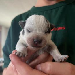 Girl 1 - Blue female Australian Cattle Dog puppy in Irvington, Kentucky from Dry Valley’s Australian Cattle Dogs