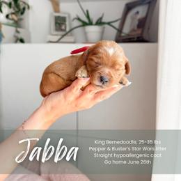 Jabba - Red male Bernedoodle puppy in South Jordan, Utah from Wonderful World Doodles