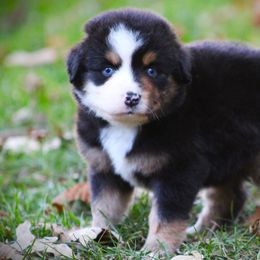 Eclipse - Black tri male Miniature Australian Shepherd puppy in Menomonee Falls, Wisconsin from Hunt N Oaks
