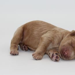 Wally the Great - Gold male Australian Cobberdog puppy in Bellingham, Minnesota from Whispering Prairie Australian Cobberdog