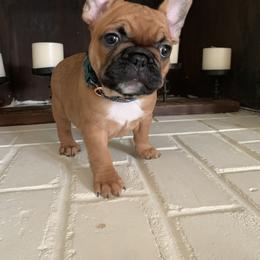 French Bulldog Puppies from KM French Bulldogs