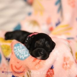 Columbia - Black and tan female Cockapoo puppy in Canastota, New York from Silver City Cockapoos