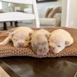 French Bulldog Puppies from Country Farm Frenchies