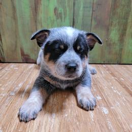 LeeRoy, Black Collar - Blue speckled male Australian Cattle Dog puppy in Riverton, Utah from Rundown Ranch Cattle Dogs