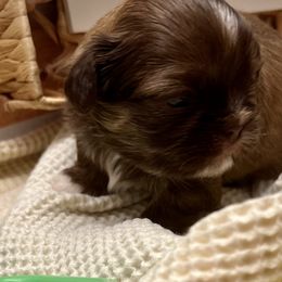Heather - Liver and white female Shih Tzu puppy in Brevard, North Carolina from House of Little Lions
