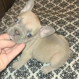Amethyst - Fawn female French Bulldog puppy in Graham, Washington from Kristy's French Bulldogs & Mini Schnauzers