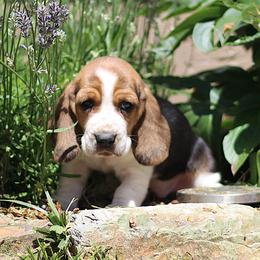 Luna - Black brown and white female Basset Hound puppy in Idaho from Welcome Home Bassets