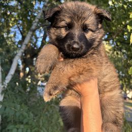 German Shepherd Puppies from Fancy GSDs