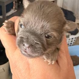 Willow - Chocolate sabled fawn female Chihuahua puppy in Holbrook, New York from Alyce’s Angels