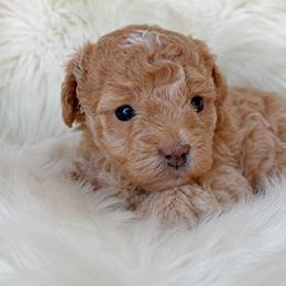 Mia - Apricot female Poodle puppy in Oklahoma City, Oklahoma from Red Okie Poos