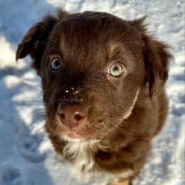 Mira - Red tri-color female Australian Shepherd puppy in West Union, Iowa from Boundless Hearts Australian Shepherds LLC