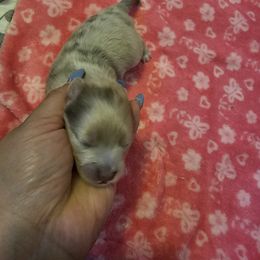 Sage - Chocolate merle female Pomeranian puppy in El Paso, Texas from Nomi's Precious Poms