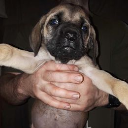 Yellow girl - Fawn Mastiff puppy in Dowagiac, Michigan from Flanders Kennels LLC
