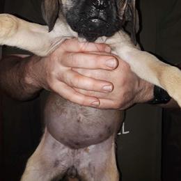 Yellow girl - Fawn Mastiff puppy in Dowagiac, Michigan from Flanders Kennels LLC