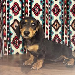 Jack - Gray (blue) and tan male Dachshund puppy in Mountain Grove, Missouri from Happy Hounds and More🐾