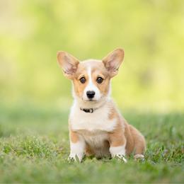 Grey collar- Yogi - Sable male Pembroke Welsh Corgi puppy in Waverly Hall, Georgia from 6g Ranch Corgis